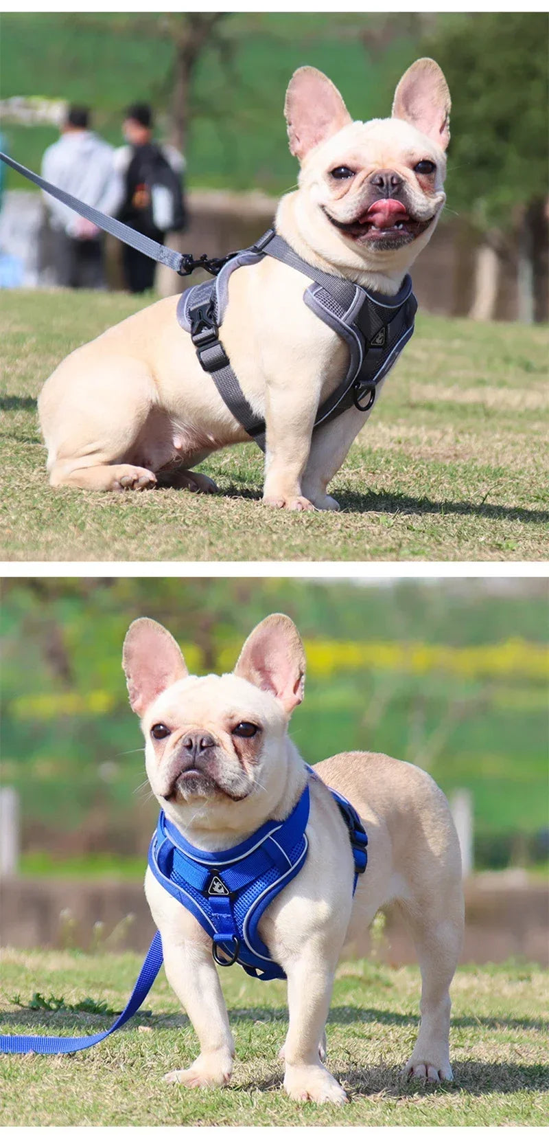 No-Pull Comfort Harness Set