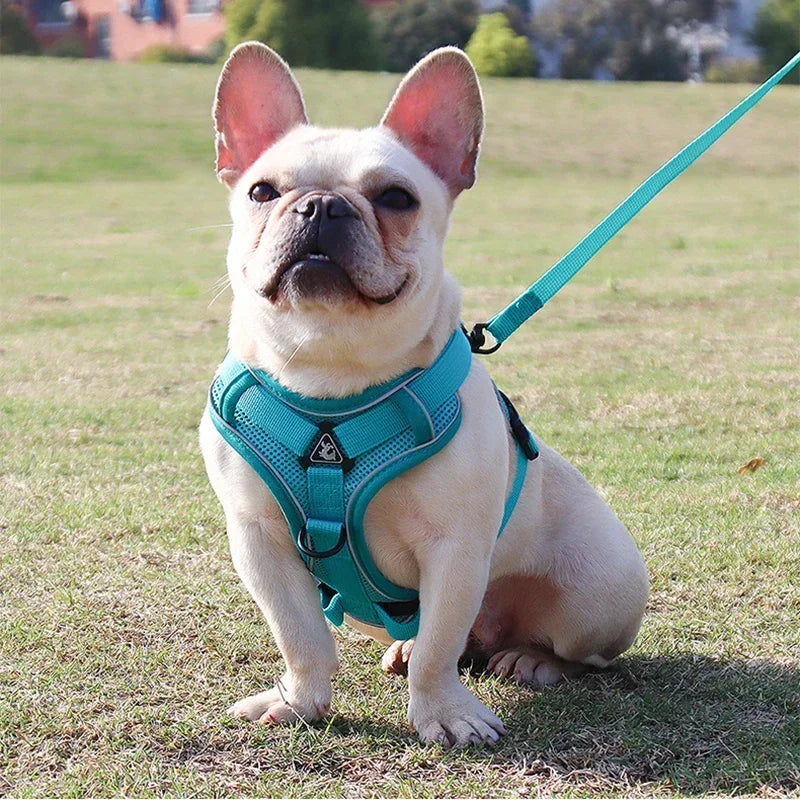 No-Pull Comfort Harness Set