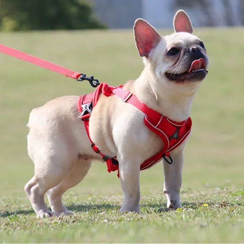 No-Pull Comfort Harness Set