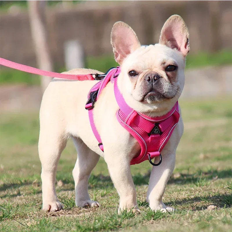 No-Pull Comfort Harness Set