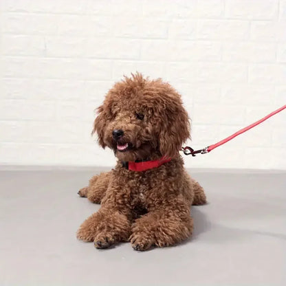 LED Glow Dog Leash