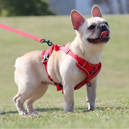 No-Pull Comfort Harness Set